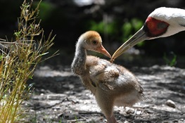 WCS’s Central Park Zoo Welcomes White-Naped Crane Chick 